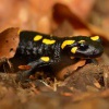 Mlok skvrnity - Salamandra salamandra - Fire Salamander 4204